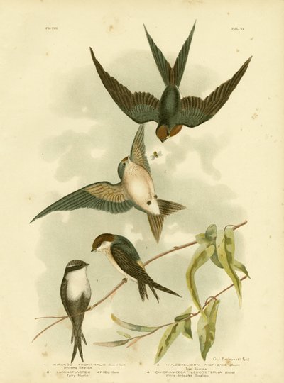 Welcome Swallow or Pacific Swallow by Gracius Broinowski
